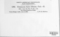 Uromyces junci image
